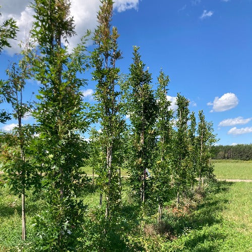 Chêne des marais ‘Green Pillar’ (Quercus palustris 'Green Pillar')