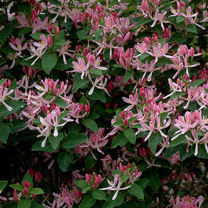 Chèvrefeuille Honeyrose Quebec