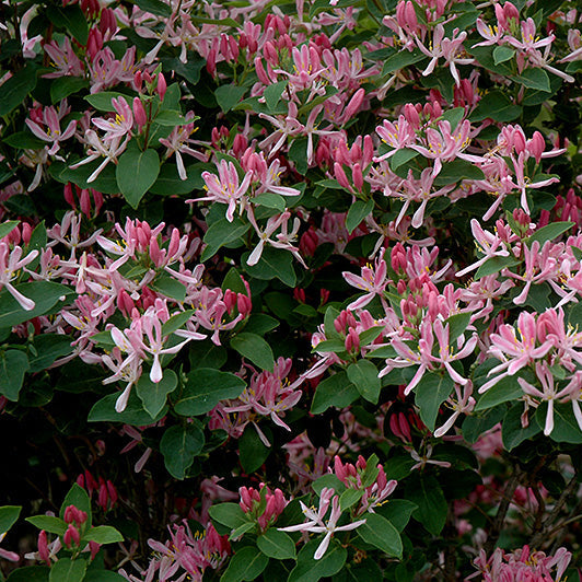 Chèvrefeuille Honeyrose Quebec