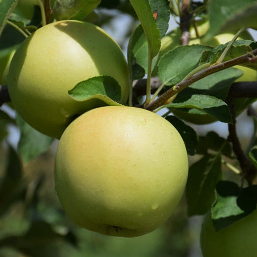 Malus 'Délicieuse Jaune' (Pommier 'Délicieuse Jaune')