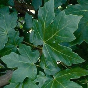 Érable ‘State Street’ Morton (Acer miyabei 'Morton')