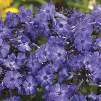 PHLOX paniculata ‘Blue Paradise’