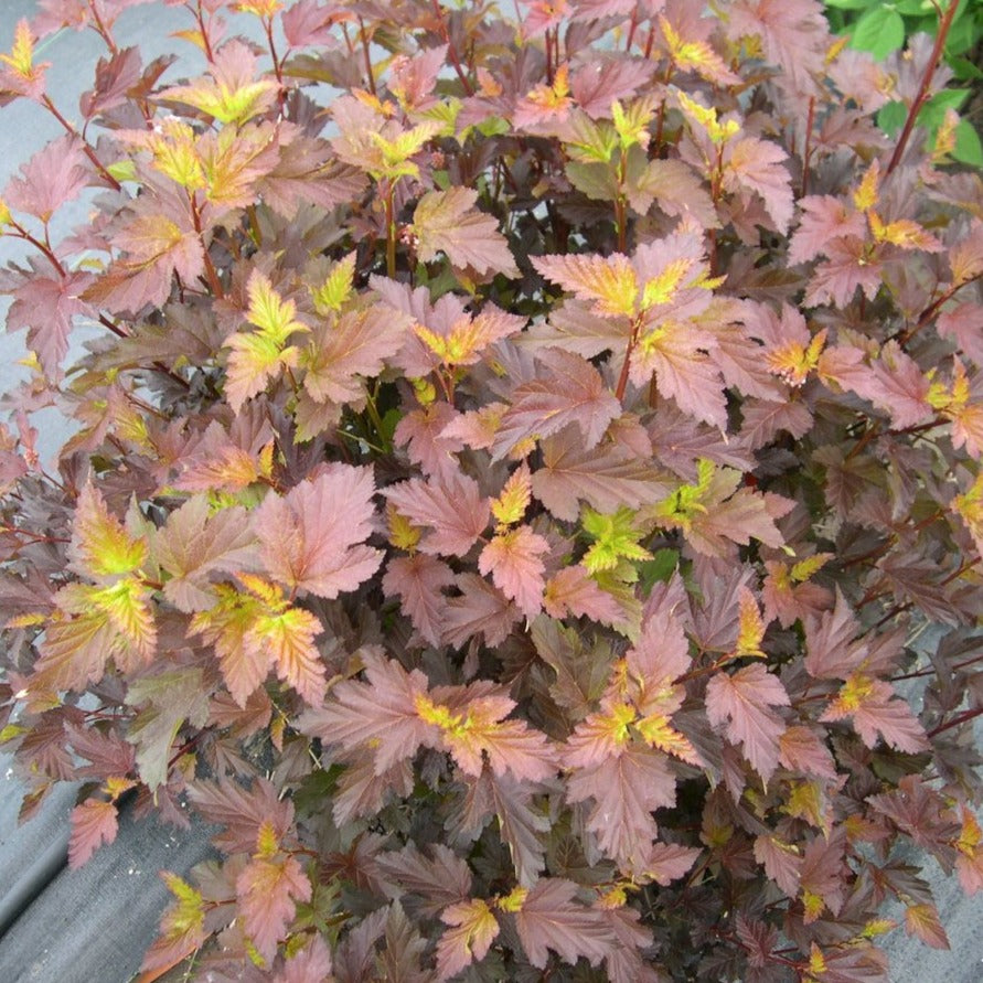Physocarpus 'Center Glow' (Physocarpe ‘Center Glow’)