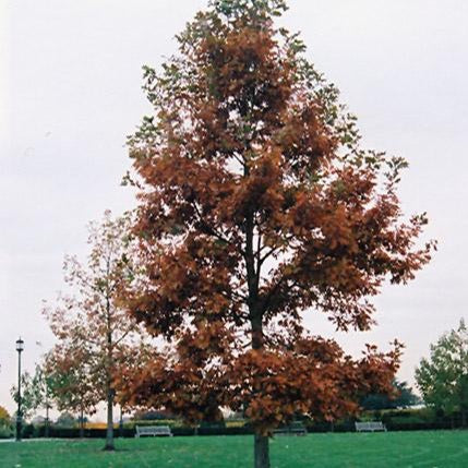 Chêne bicolore (Quercus bicolor)