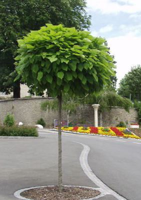 Catalpa bignonioides 'Nana' (parasol) (Catalpa ‘Nana’ sur tige)