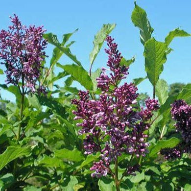 Syringa prestoniae 'Royalty' (Lilas de Preston ‘Royalty’)
