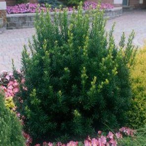 Taxus media 'Hillii'