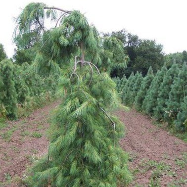 Pinus strobus 'Pendula' (Pin blanc pleureur)