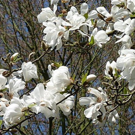 Magnolia Kobus (Magnolia de Kobé)