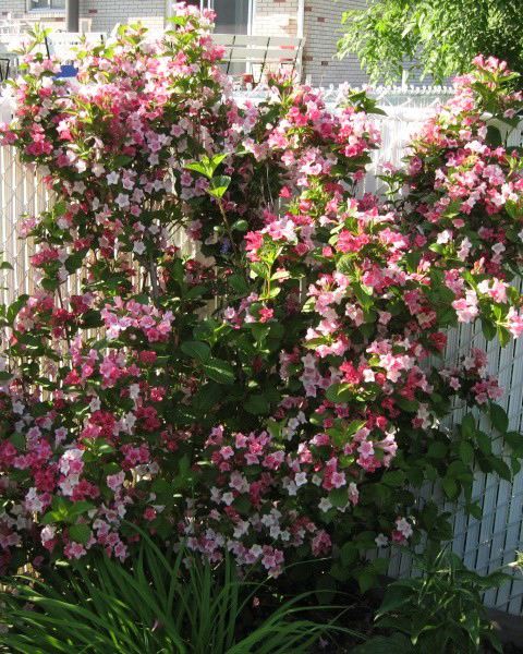 Weigela 'Carnaval' (Weigela ‘Carnaval’)