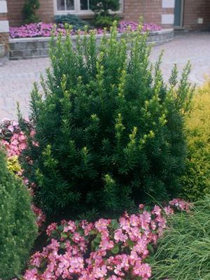 Taxus media 'Hillii'