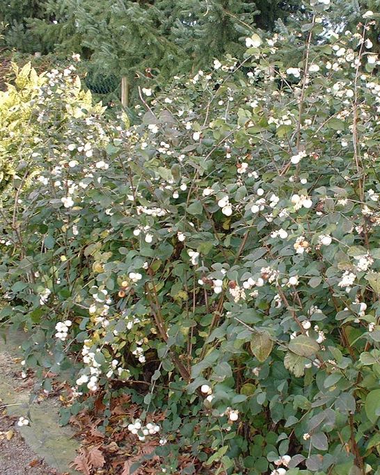 Symphoricarpos albus (Symphorine blanche)