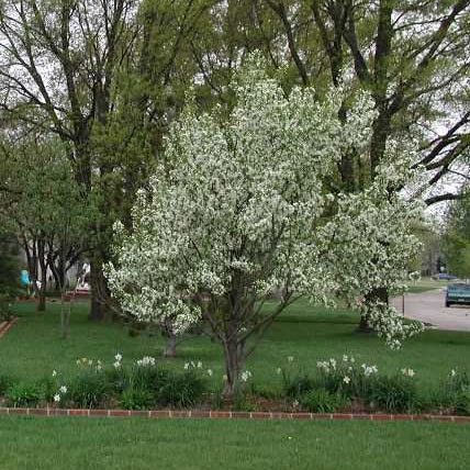 Pommetier ‘Snowdrift’ (Malus 'Snowdrift')
