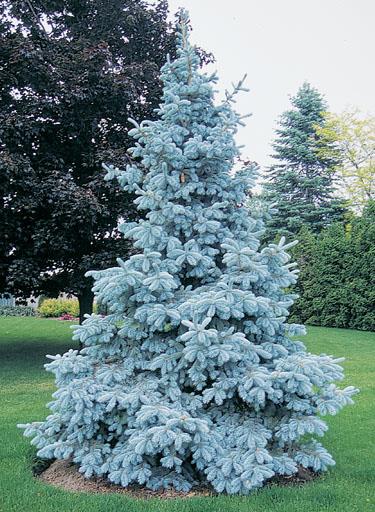 Picea pungens 'Royal Knight' (Épinette bleue ‘Royal Knight’)