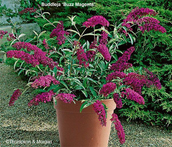 buddleia 'Buzz' (série) (Arbre aux papillons ‘Buzz’)