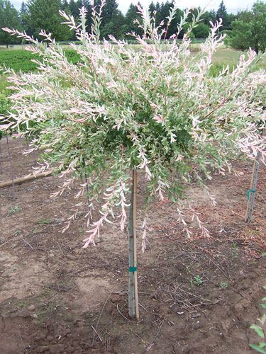 Salix integra 'Hakuro-nishiki' (sur tige) (Saule maculé ‘Hakuro Nishiki’ sur tige)
