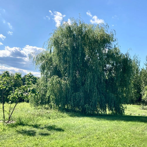 Saule pleureur doré