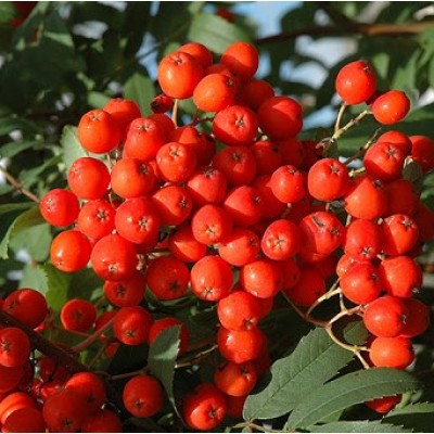 Sorbus aucuparia 'Rossica' (Sorbier des oiseaux ‘Rossica’)