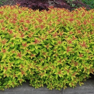 Spiraea bumalda 'Magic Carpet' (Spirée japonaise ‘Magic Carpet’)