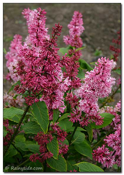 Syringa 'Miss Canada' (Lilas de Preston ‘Miss Canada’)