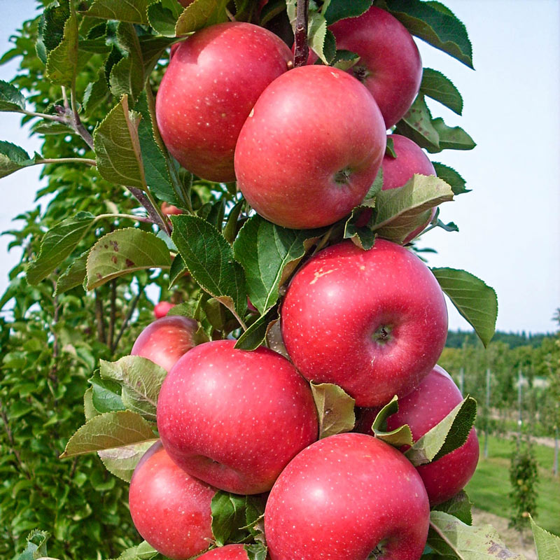 Malus domestica 'Urban Tasty Red' (Pommier colonnaire 'Urban Tasty Red')