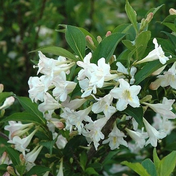 Weigela florida 'White Knight' (Weigela hybride ‘White Knight’)