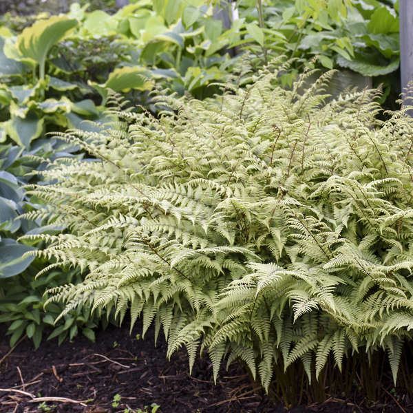 ATHYRIUM ‘Ghost’