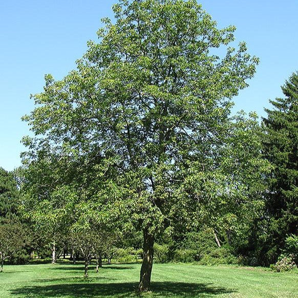 Marronnier glabre (Aesculus glabra)