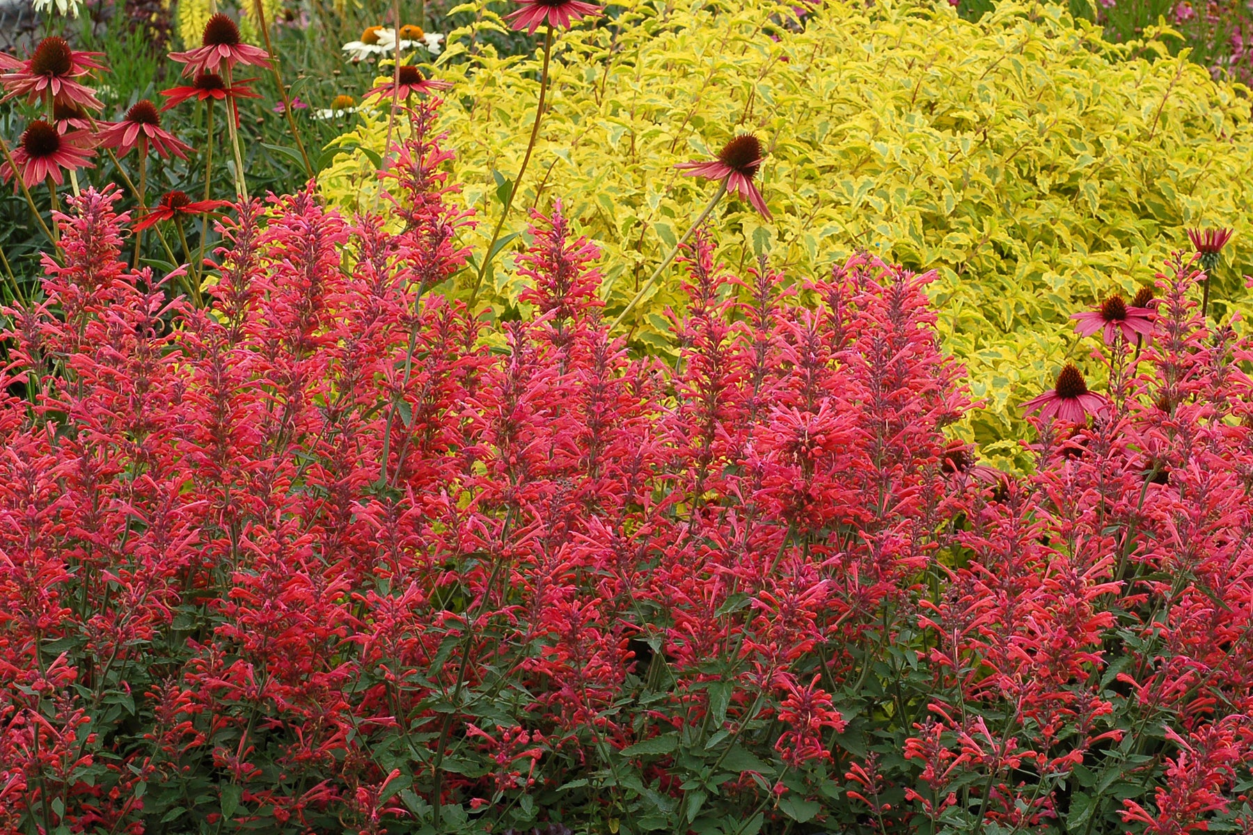 AGASTACHE ‘Kudos Corail’