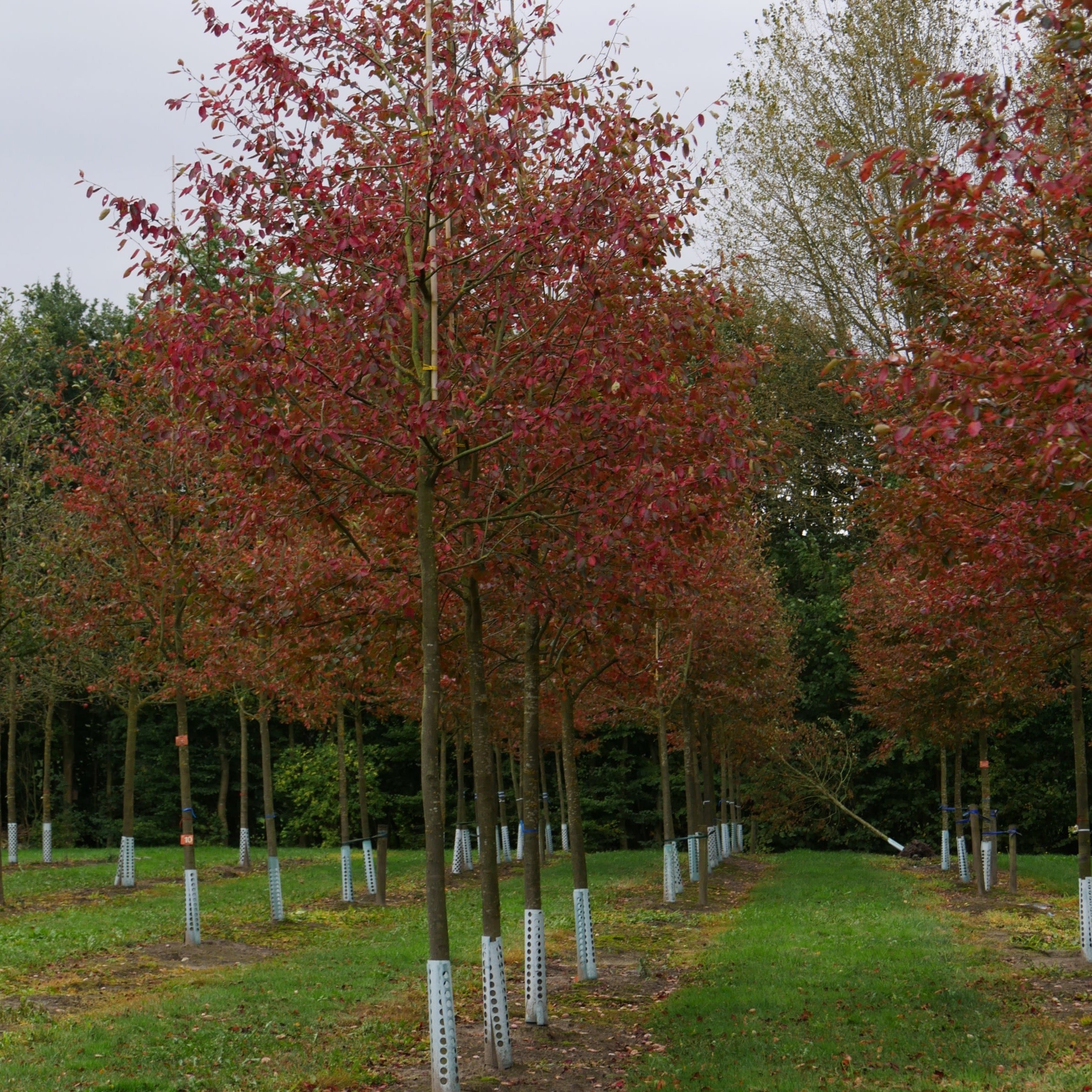 Amélanchier 'Ballerina' (Amelanchier grandiflora 'Ballerina')