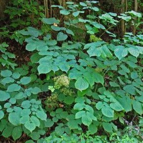 ARALIA racemosa (Grande salsepareille)