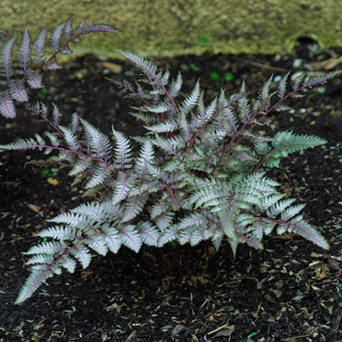 ATHYRIUM niponicum ‘Pictum’