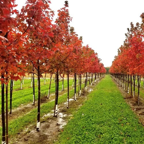 Érable de Freeman ‘Autumn Blaze’ (Acer freemanii 'Autumn Blaze)