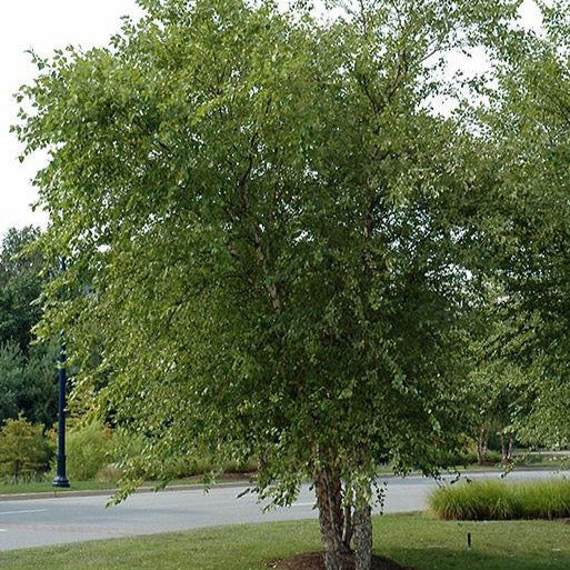 Bouleau noir multi troncs (Betula nigra multi-troncs)