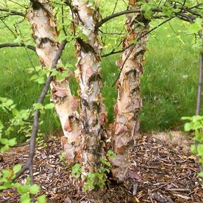 Bouleau noir ‘Héritage’ (Betula nigra 'Heritage')