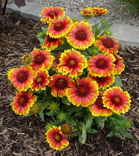 GAILLARDIA aristata ‘Arizona Sun’