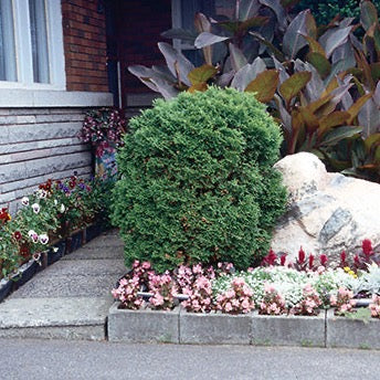 Thuja occidentalis 'Boisbriand' (Cèdre occidental 'Boisbriand')