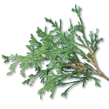 Thuja occidentalis 'Boisbriand' (Cèdre occidental 'Boisbriand')