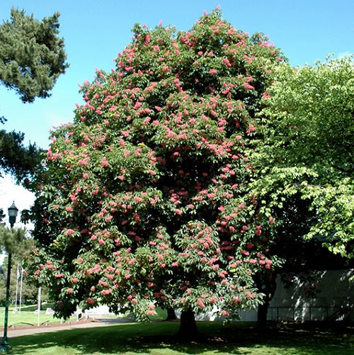 Marronnier rouge ‘Briotii’ (Aesculus x carnea 'Briotii')