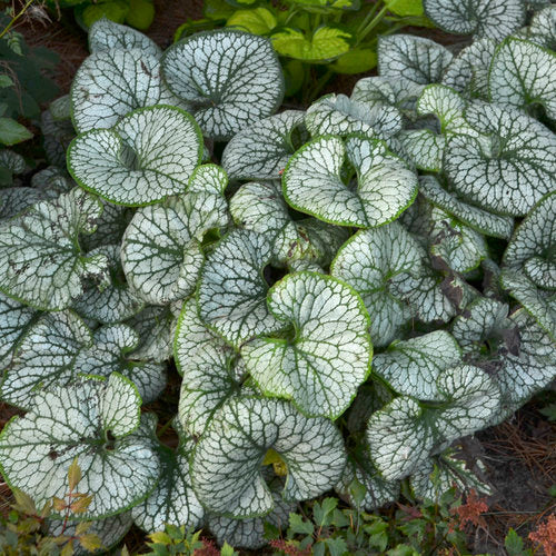 BRUNNERA macrophylla 'Jack Frost' (Myosotis du Caucase 'Jack Frost')