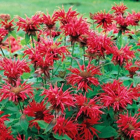 MONARDA ‘Cambridge Scarlet’
