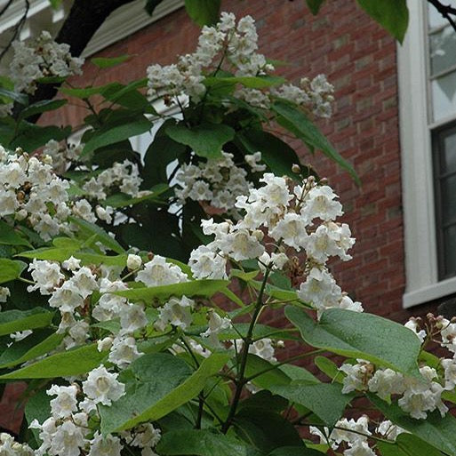Catalpa de l’Ouest (Catalpa speciosa)