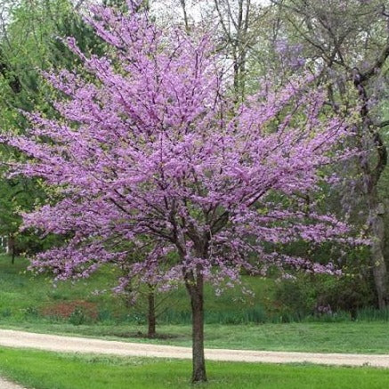 Gainier du Canada (Cercis canadensis)