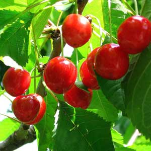 Prunus avium 'Lapin' (Cerisier nain ‘Lapin’)