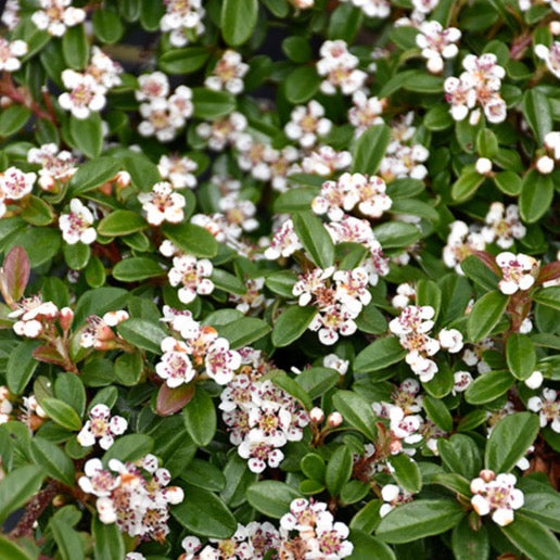 Cotoneaster dammeri 'Coral Beauty' (Cotonéastre 'Coral Beauty')