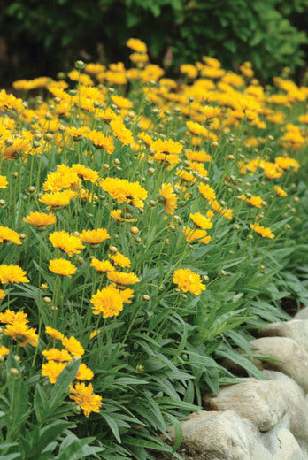 COREOPSIS grandiflora ‘Early Sunrise’