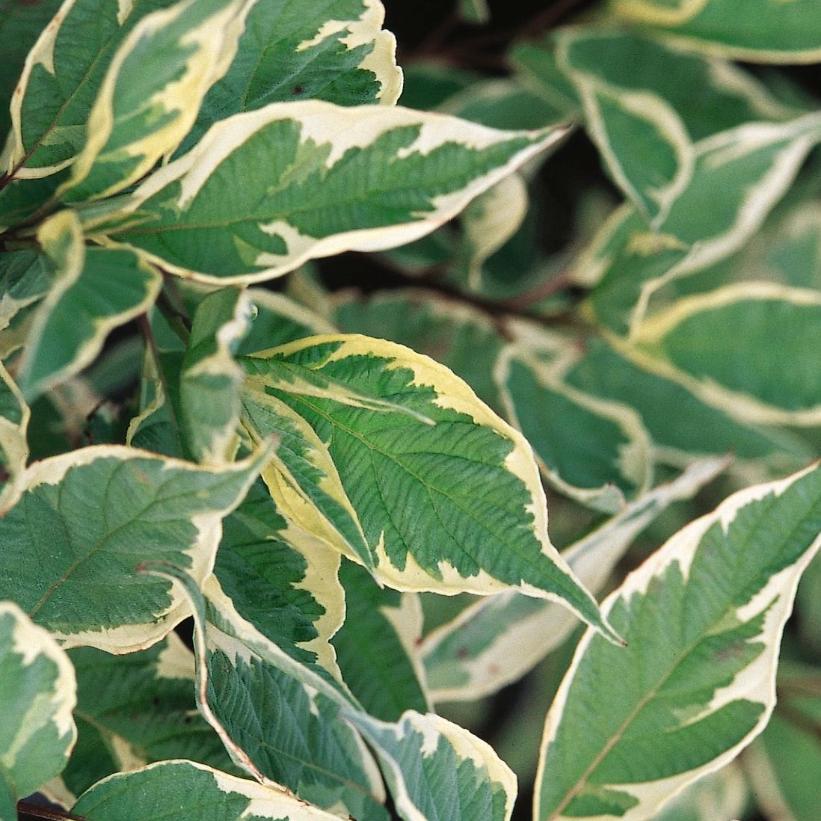Cornus alba 'argenteo-marginata' (Cornouiller blanc 'argenteo-marginata')