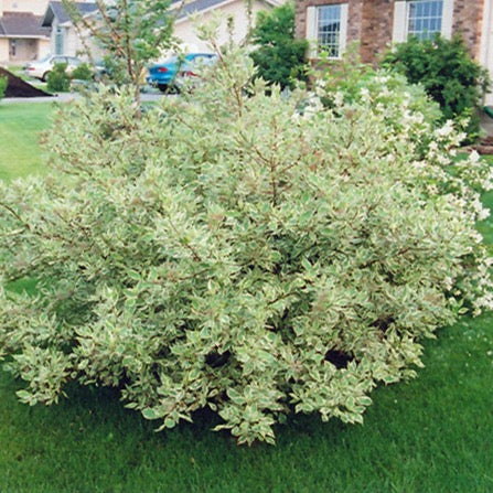 Cornus alba 'Elegantissima' (Cornouiller blanc ‘Elegantissima’)