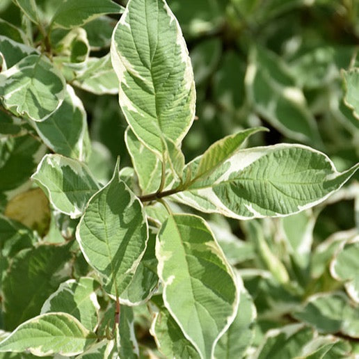 Cornus alba 'Elegantissima' (Cornouiller blanc ‘Elegantissima’)