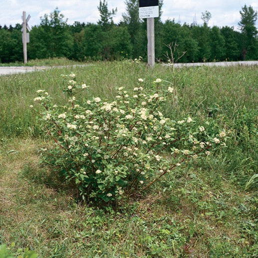 Cornus stolonifera (Cornouiller stolonifère)